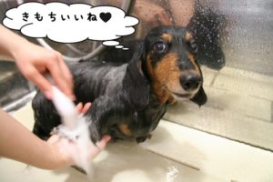 シャンプー中ミニチュアダックス