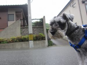 お散歩中Mシュナ