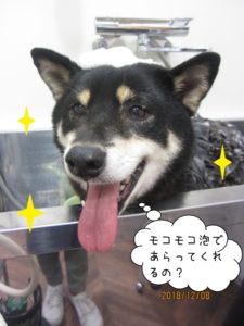 シャンプー中柴犬