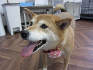 施術後柴犬
