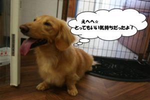 施術後ミニチュアダックス