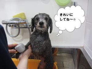 スパ中トイプードル