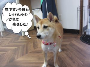 おすまし豆柴