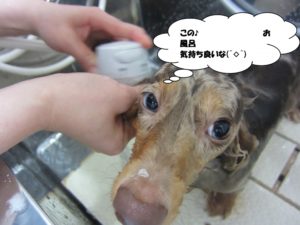 シャンプー中ミニチュアダックス