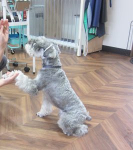 預かり中Mシュナ