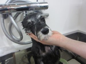 シャンプー中Mシュナ