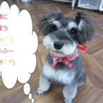 おすましおすわりMシュナ