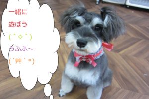 おすましおすわりMシュナ