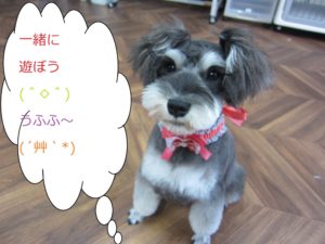 おすましおすわりMシュナ