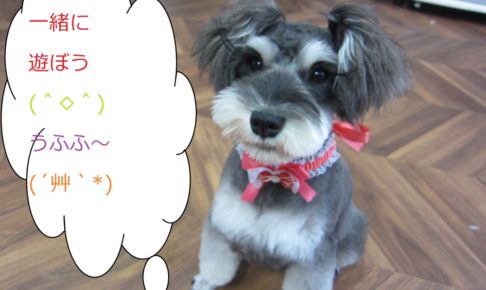 おすましおすわりMシュナ