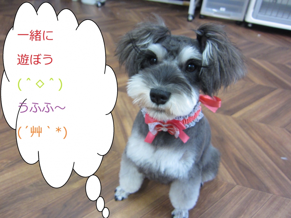 おすましおすわりMシュナ