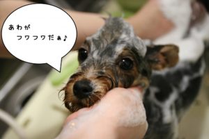 シャンプー中ヨーキー
