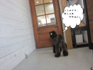 施術後トイプードル