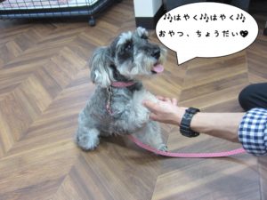 預かり中Mシュナ