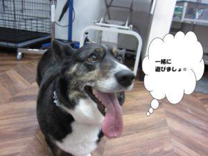 施術後コーギー