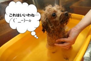 スパ中トイプードル