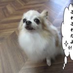 おすましチワワ