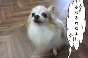 おすましチワワ