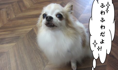 おすましチワワ