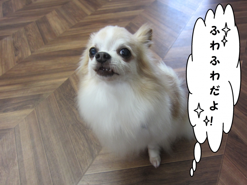 おすましチワワ