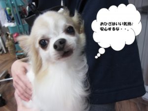 施術後チワワ