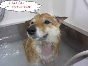 スパ中柴犬