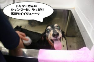 シャンプー中ミニチュアダックス