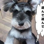 はしゃぐMシュナ