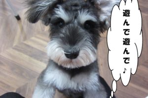 はしゃぐMシュナ