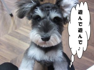 はしゃぐMシュナ