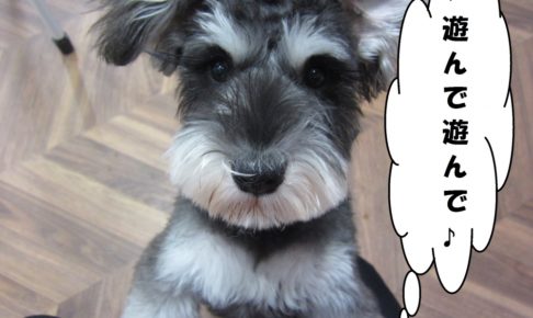 はしゃぐMシュナ