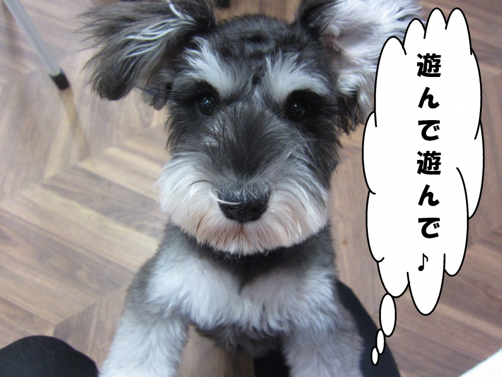 はしゃぐMシュナ