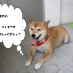 くつろぎ柴犬
