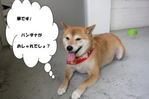 くつろぎ柴犬