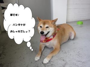 くつろぎ柴犬
