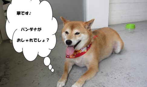くつろぎ柴犬