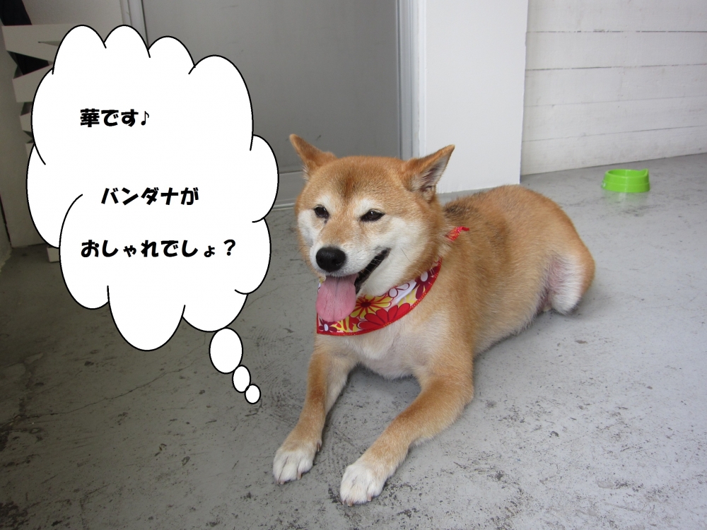くつろぎ柴犬