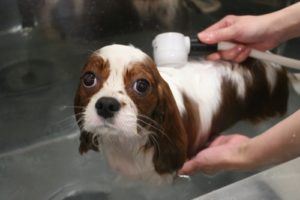 スパ中キャバリア