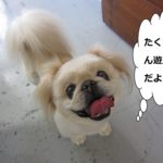 上目遣いペキニーズ
