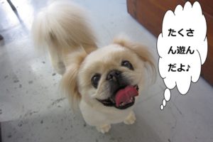 上目遣いペキニーズ