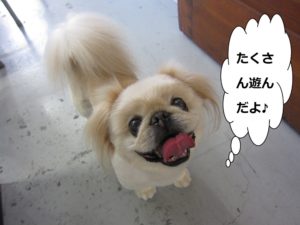 上目遣いペキニーズ