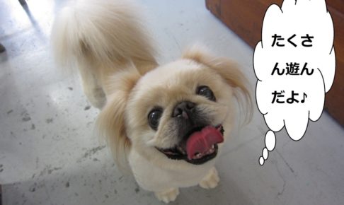 上目遣いペキニーズ