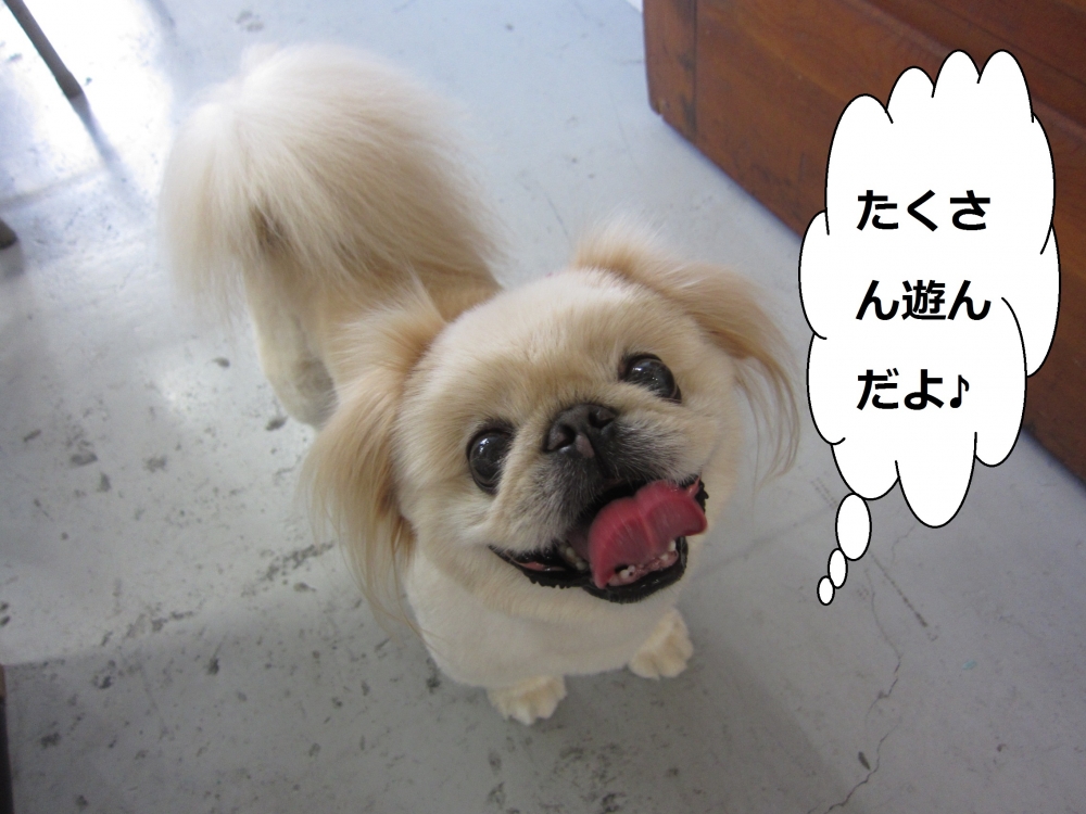 上目遣いペキニーズ