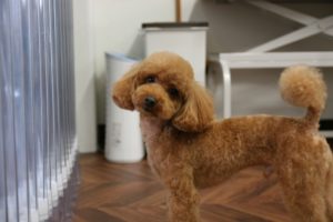 カット後トイプードル