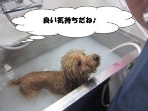 スパ中トイプードル
