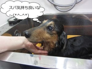 スパ中ミニチュアダックス