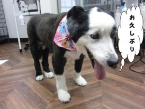 カット前コリー