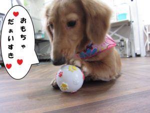 施術後ミニチュアダックス