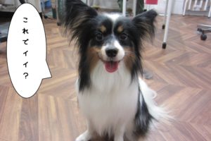 あまえんぼパピヨン