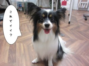 あまえんぼパピヨン